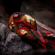 Gallery_2